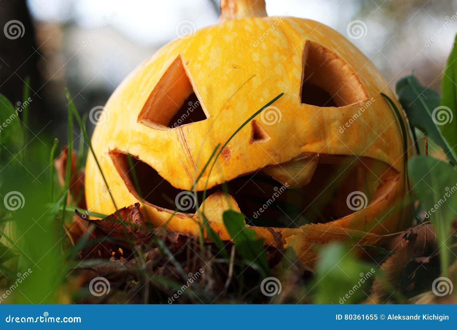 Zucca Scolpita Di Halloween Su Prato Inglese Immagine Stock Immagine Di Testa Glowing 80361655