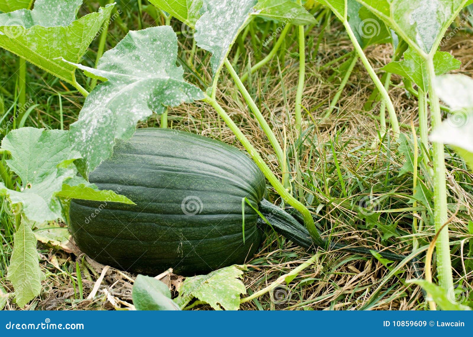 Cuore Di Drago», Lotta Al Tumore A Colpi Di Pagaia - Rubriche Volontariato, Endine Gaiano - Foto 2