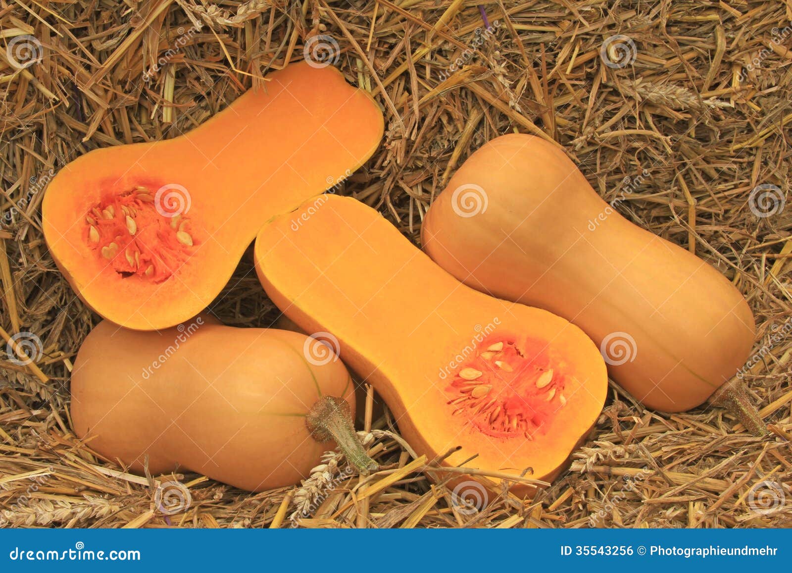 Zucche della noce di burro fotografia stock. Immagine di fresco 35543256