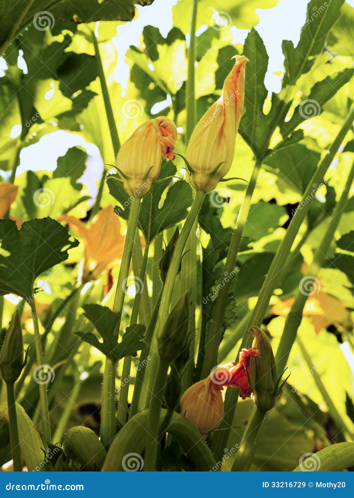 Zucchini Blossoms stock image. Image of agriculture, vegetation 33216729