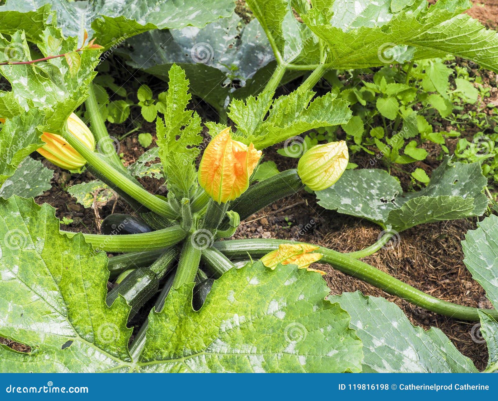 Zucchini and Zucchini Flower Growing in the Garden Stock Photo Image