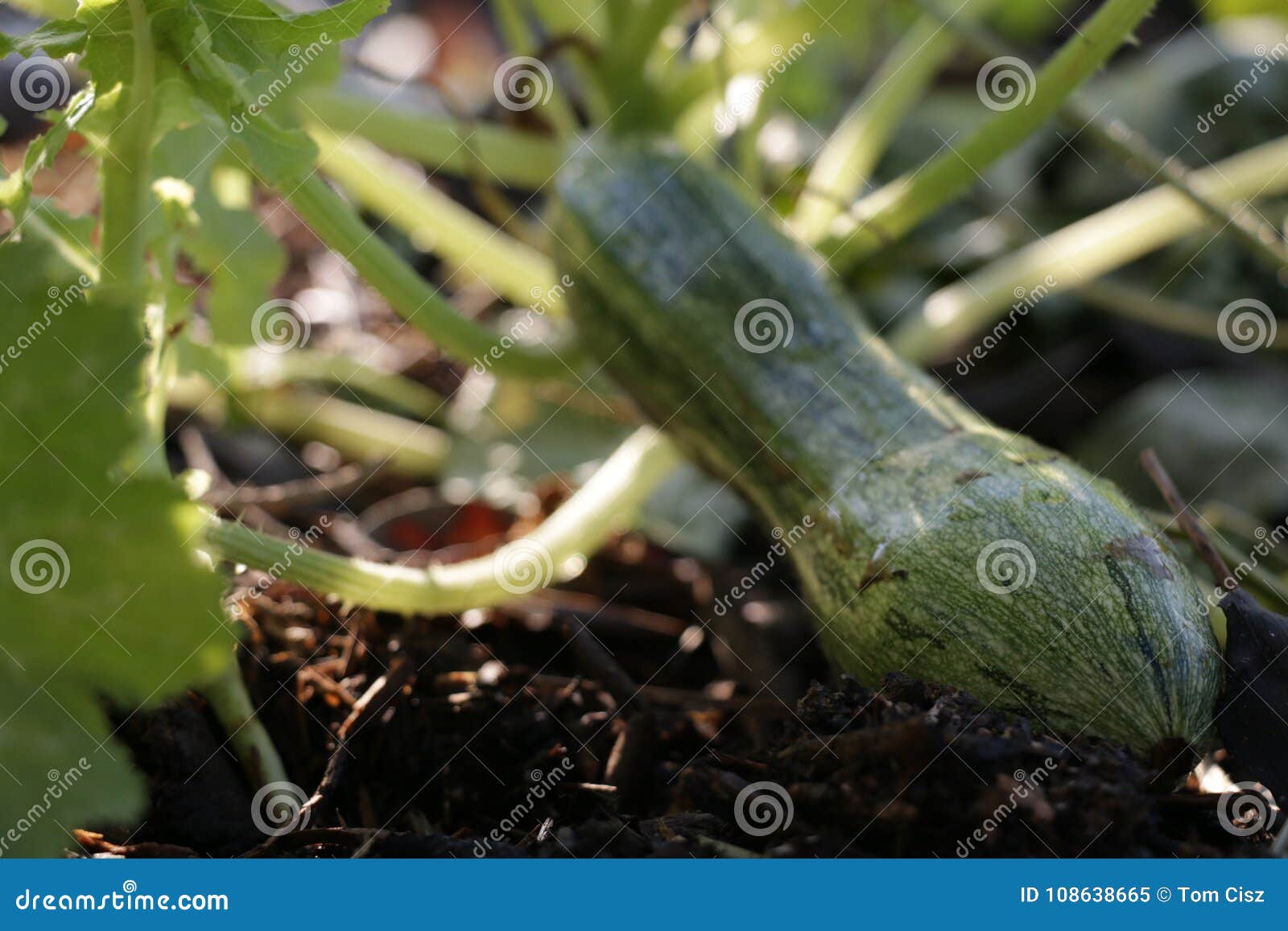 zucchini on the farm