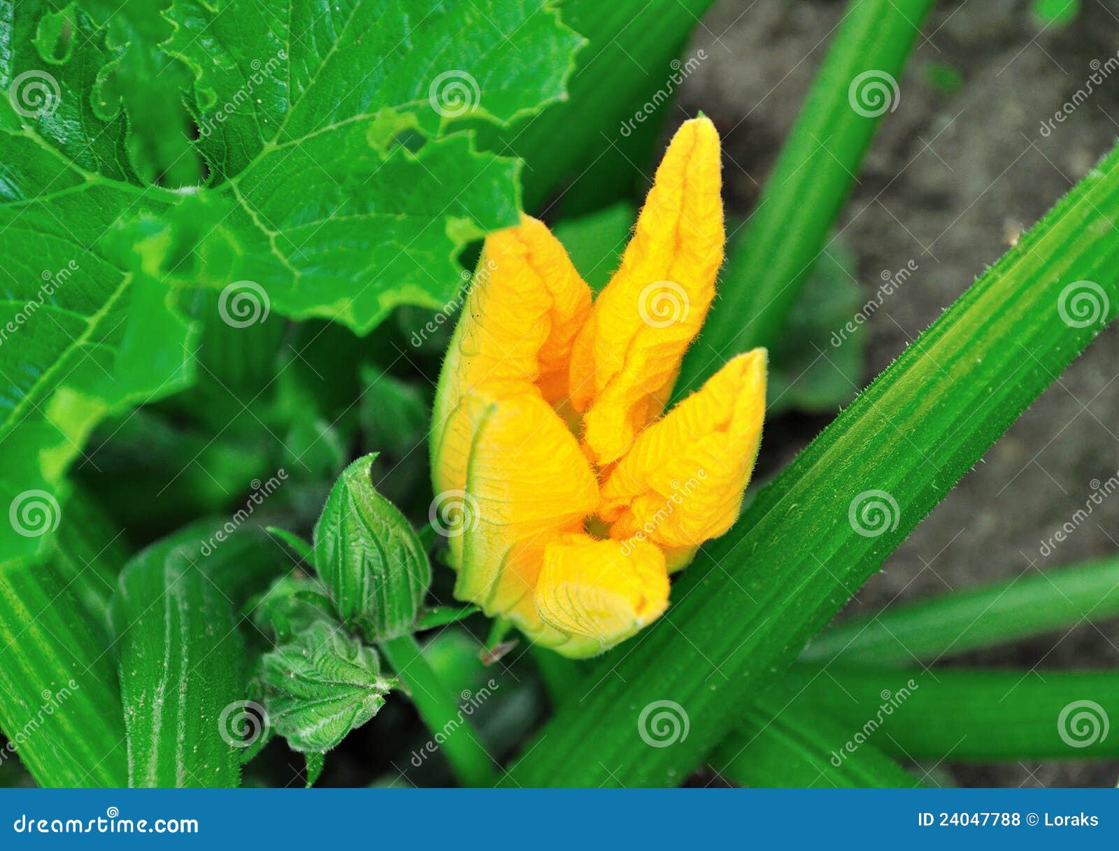 Zucchini flower. stock photo. Image of vegetable, vegetarian 24047788