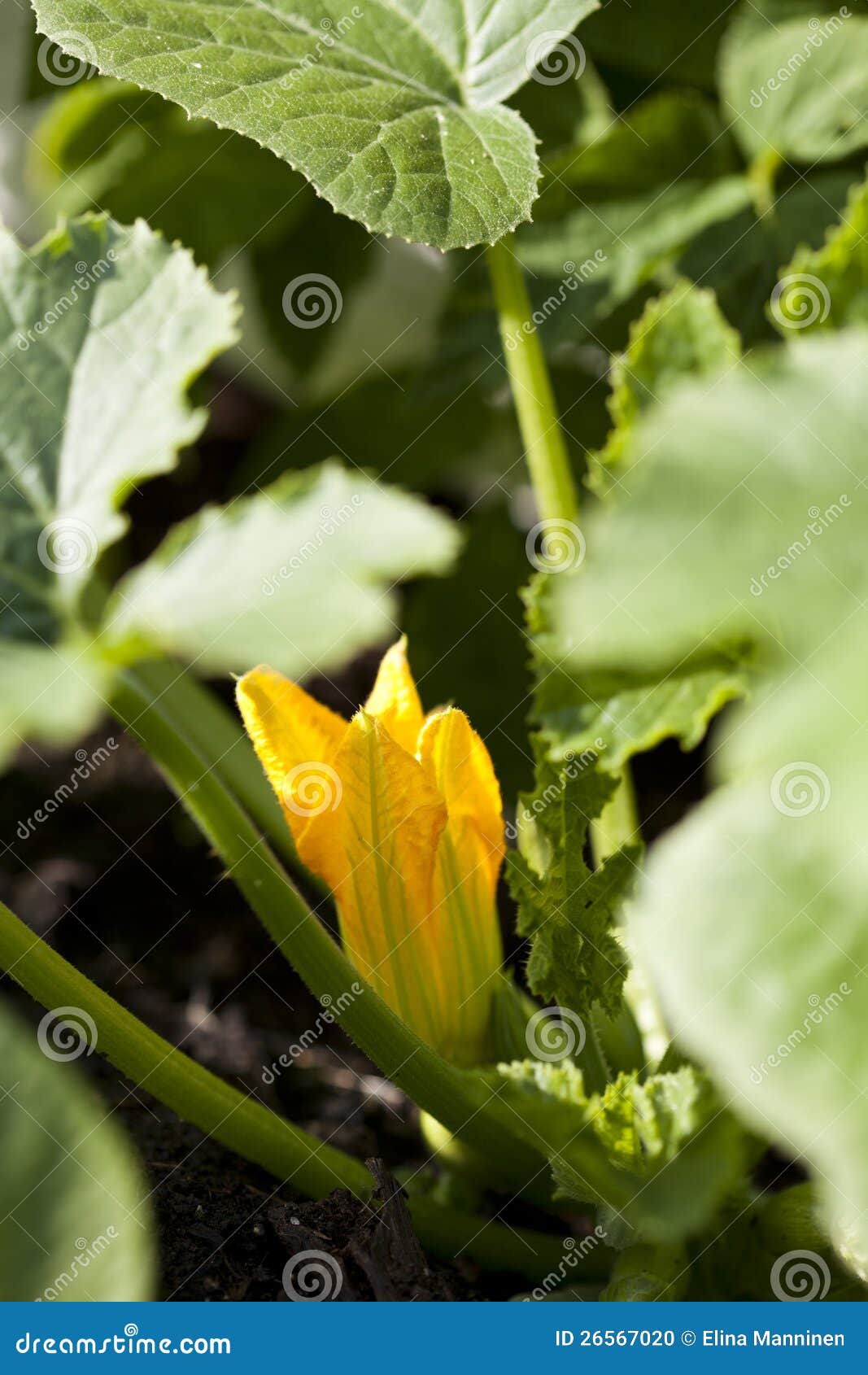 Zucchini flower stock photo. Image of yellow, healthy 26567020