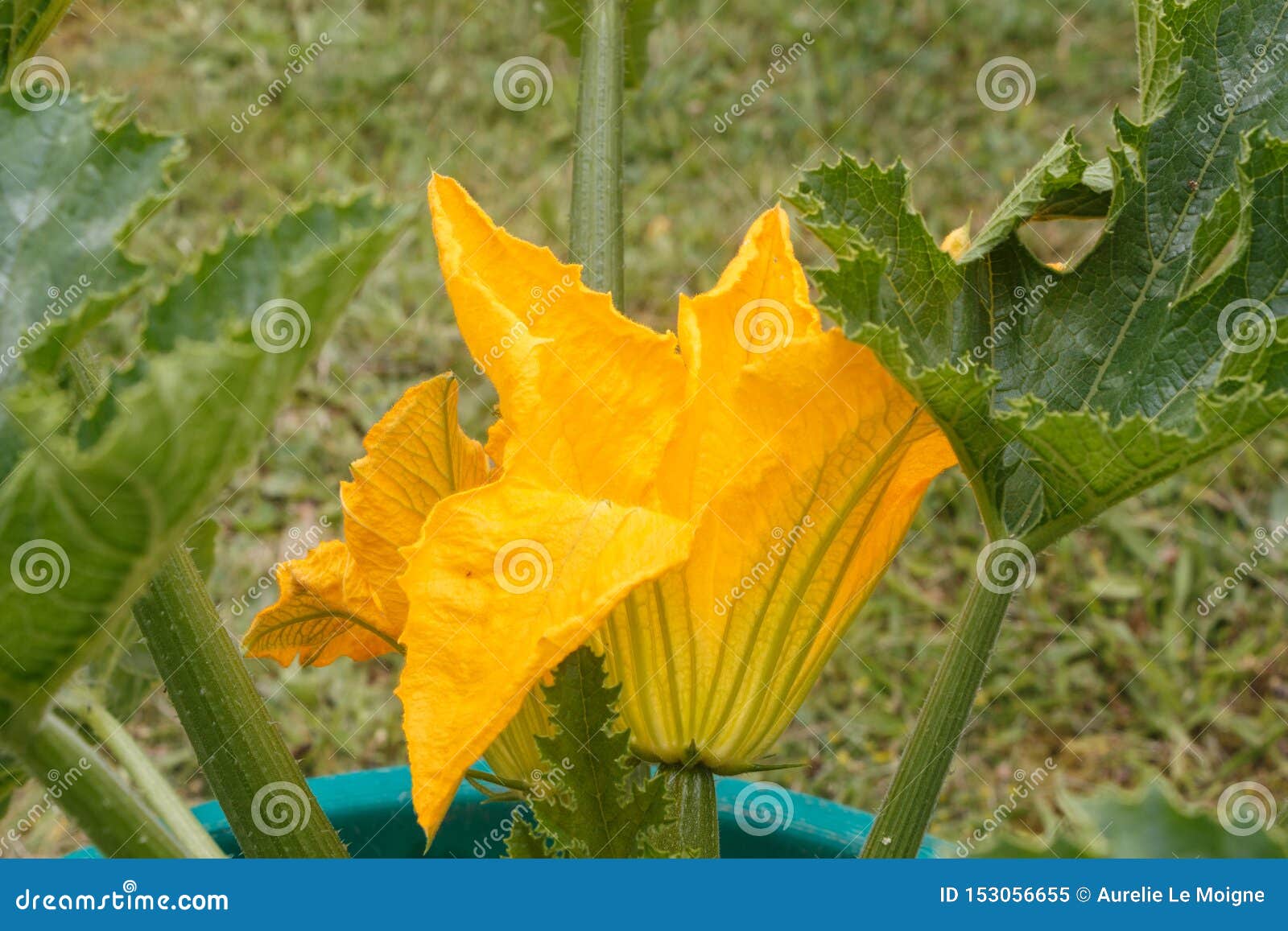 Zucchini Flower in a Garden Stock Image Image of leaf, zucchini