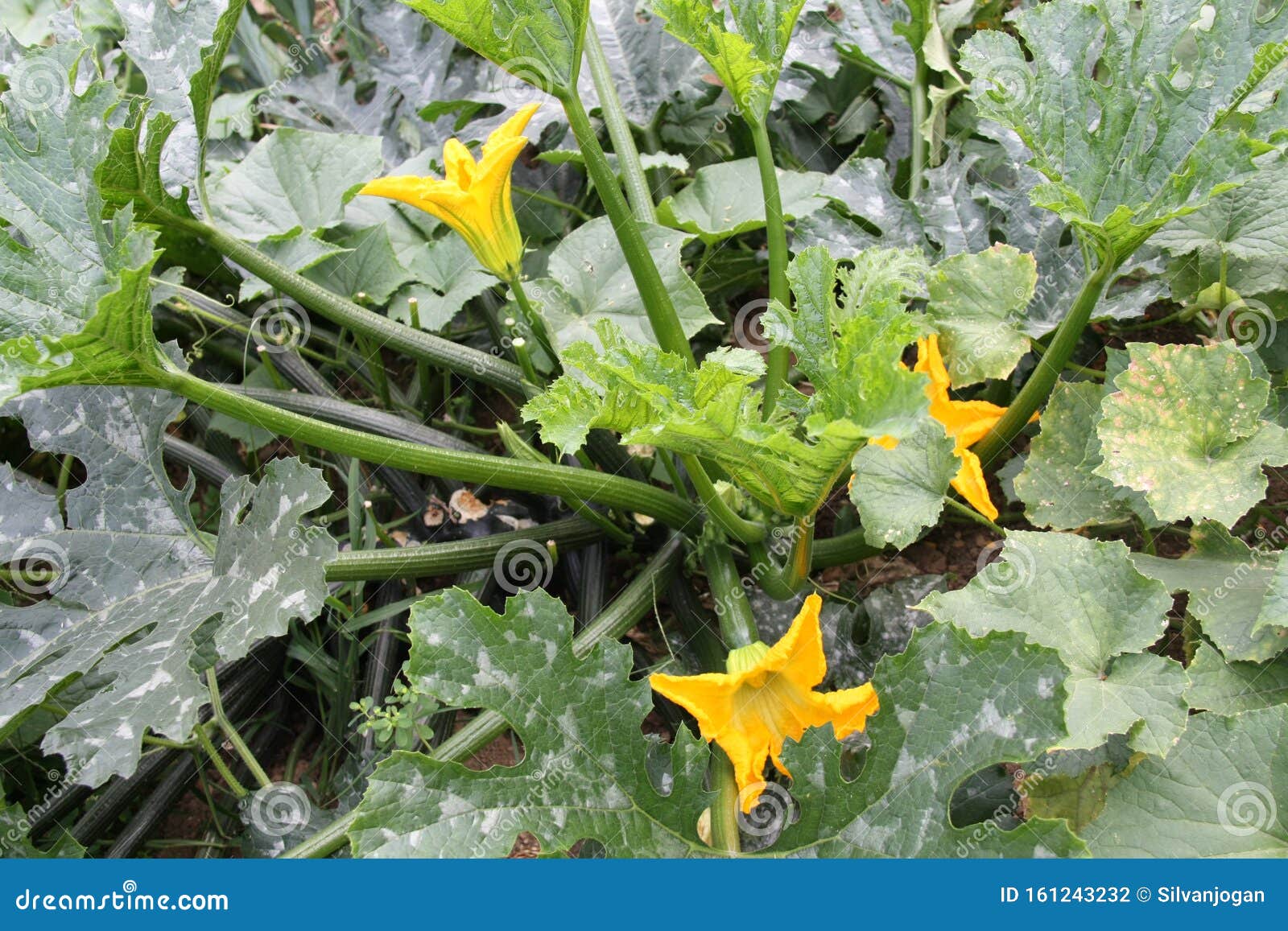 Zucchini flower and leaves stock photo. Image of greenyellow 161243232