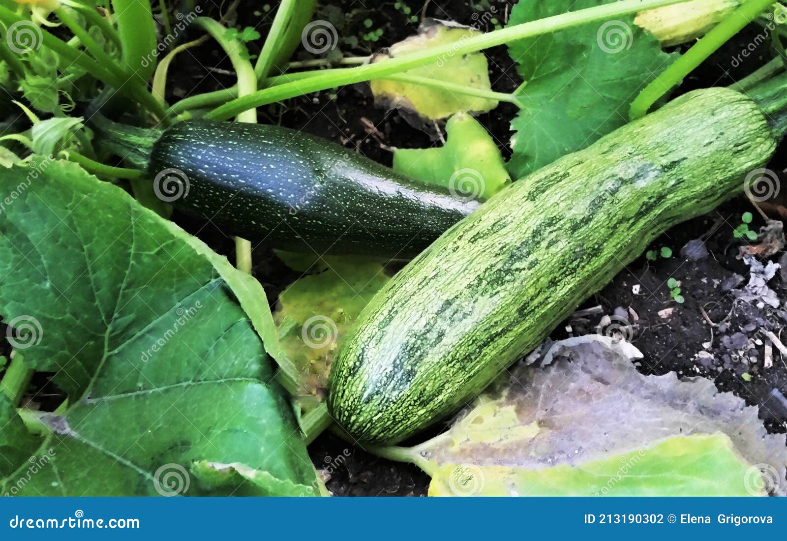 Zucchini Flower in Summer. Zucchini Blooming. Zucchini Ovary. Zucchini