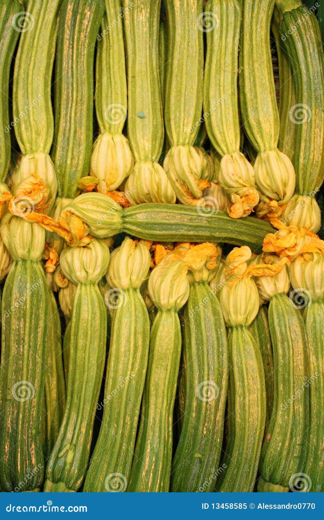 Zucchini flowers stock image. Image of cucumber, gourmet 13458585