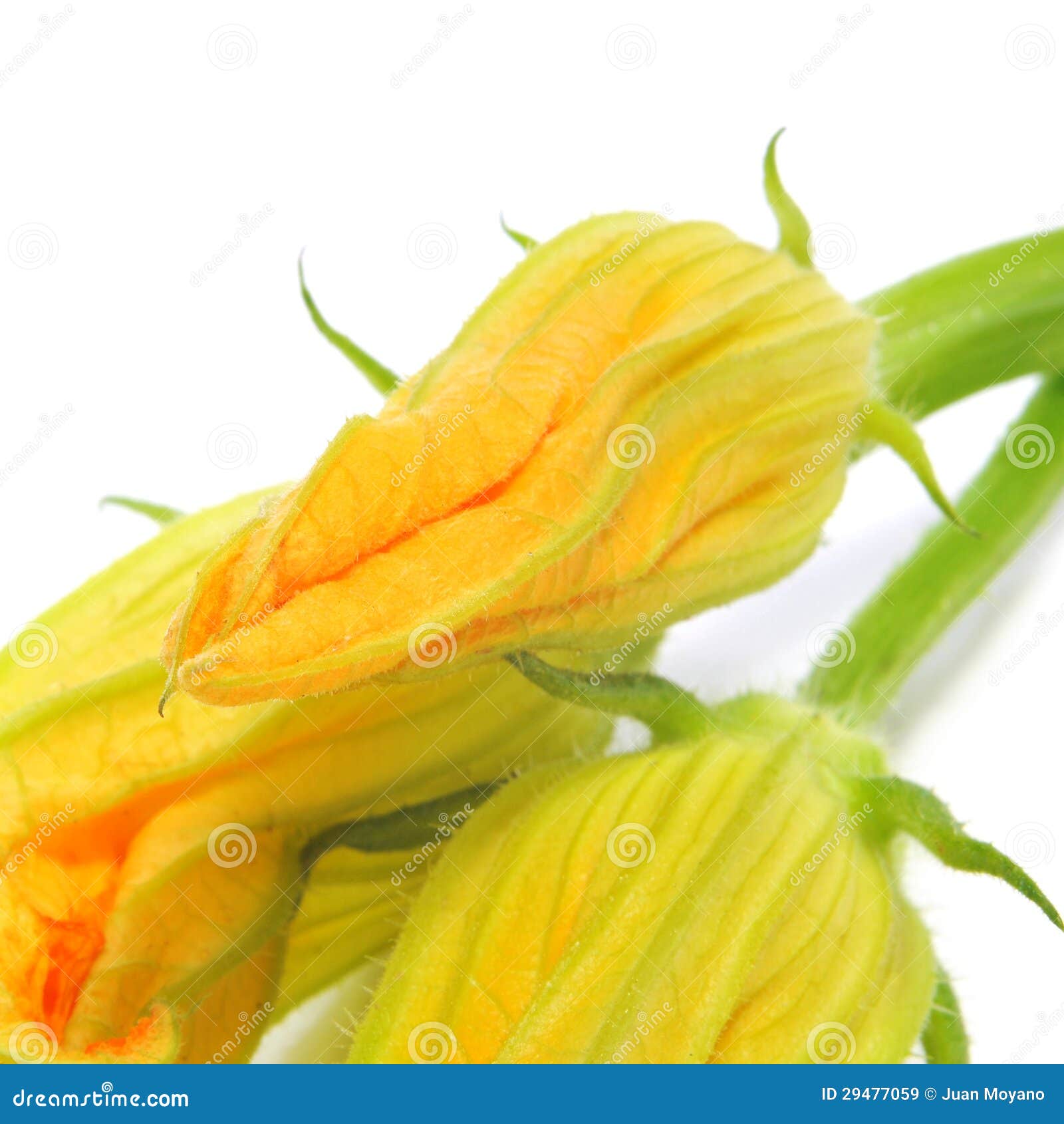 Zucchini flowers stock image. Image of courgete, mediterranean 29477059
