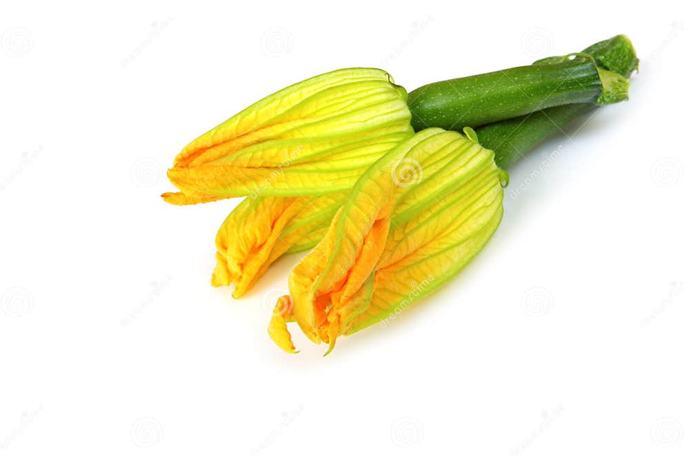Zucchini Flowers stock image. Image of golden, zucchini 5273517