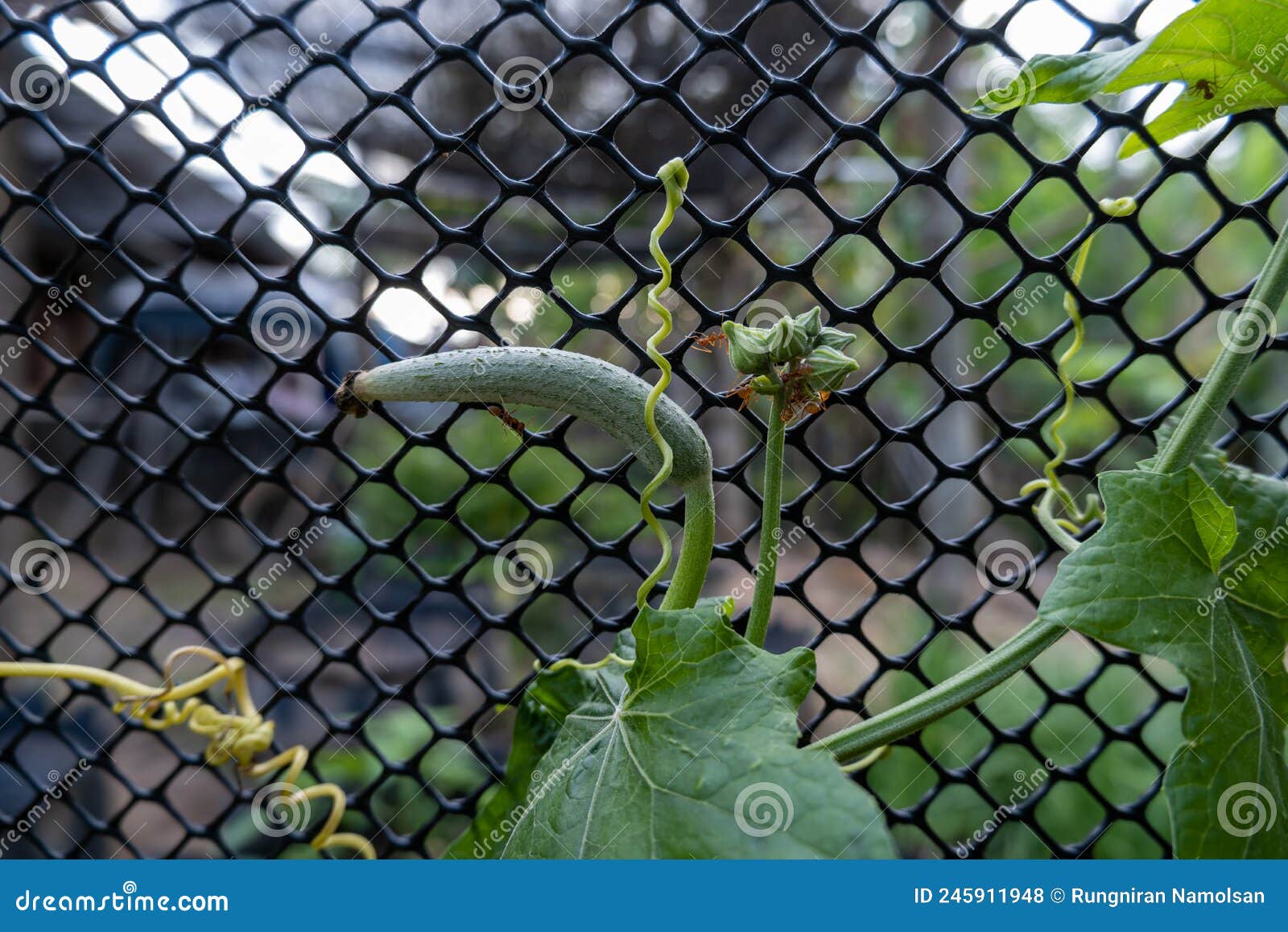 A Zucchini with Flowers and Fruit, a Forage for Ants Stock Photo