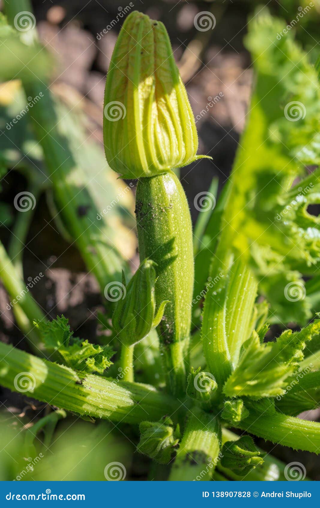 Zucchini with Flowers Grow in the Garden Stock Photo Image of garden