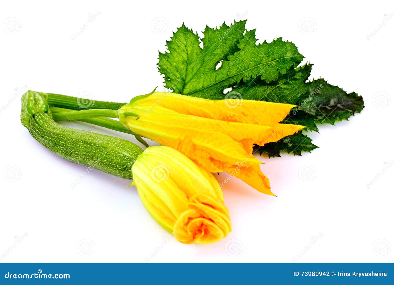 Zucchini Flowers on a White Background Stock Photo Image of bloom