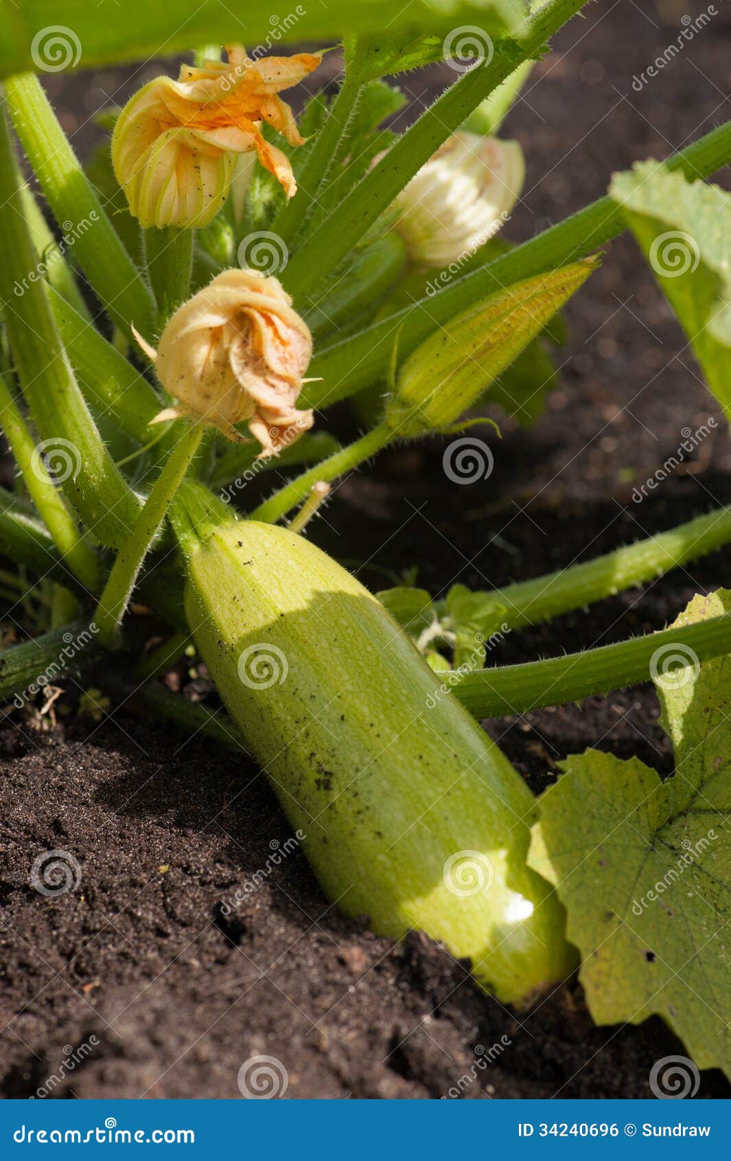 Zucchini in the garden stock photo. Image of small, spotted 34240696