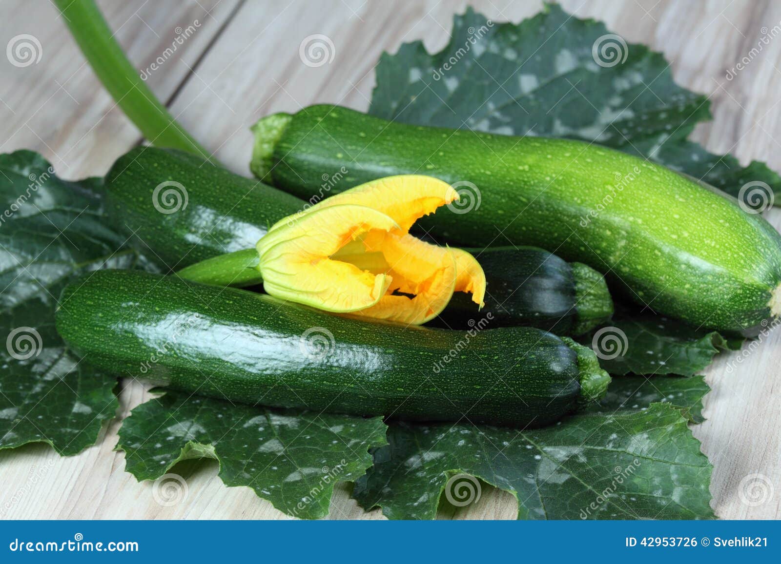 Zucchini on the leaf stock photo. Image of wooden, diet 42953726