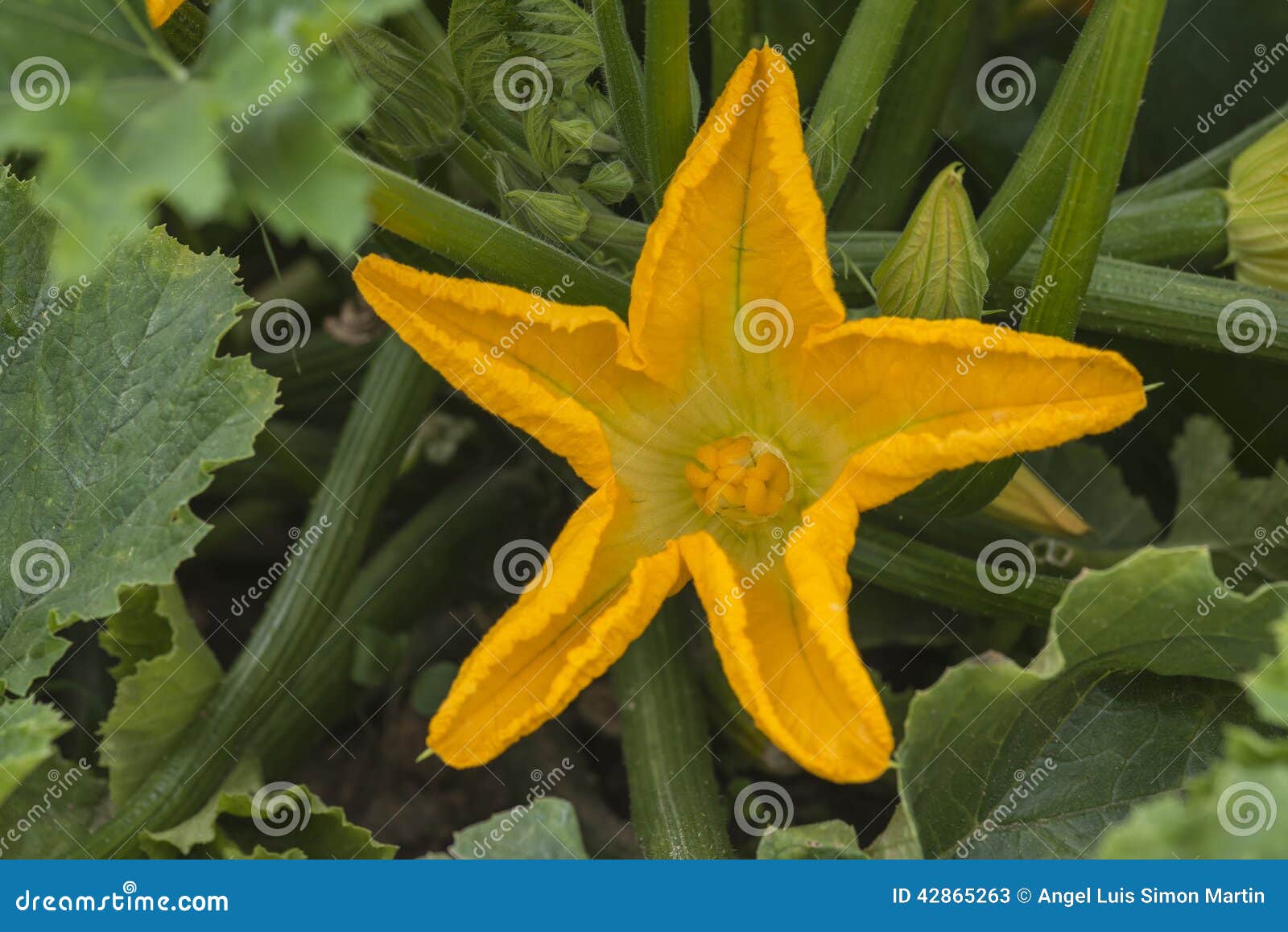 Zucchini Plant with Flowers Stock Image Image of courgettes, squashes