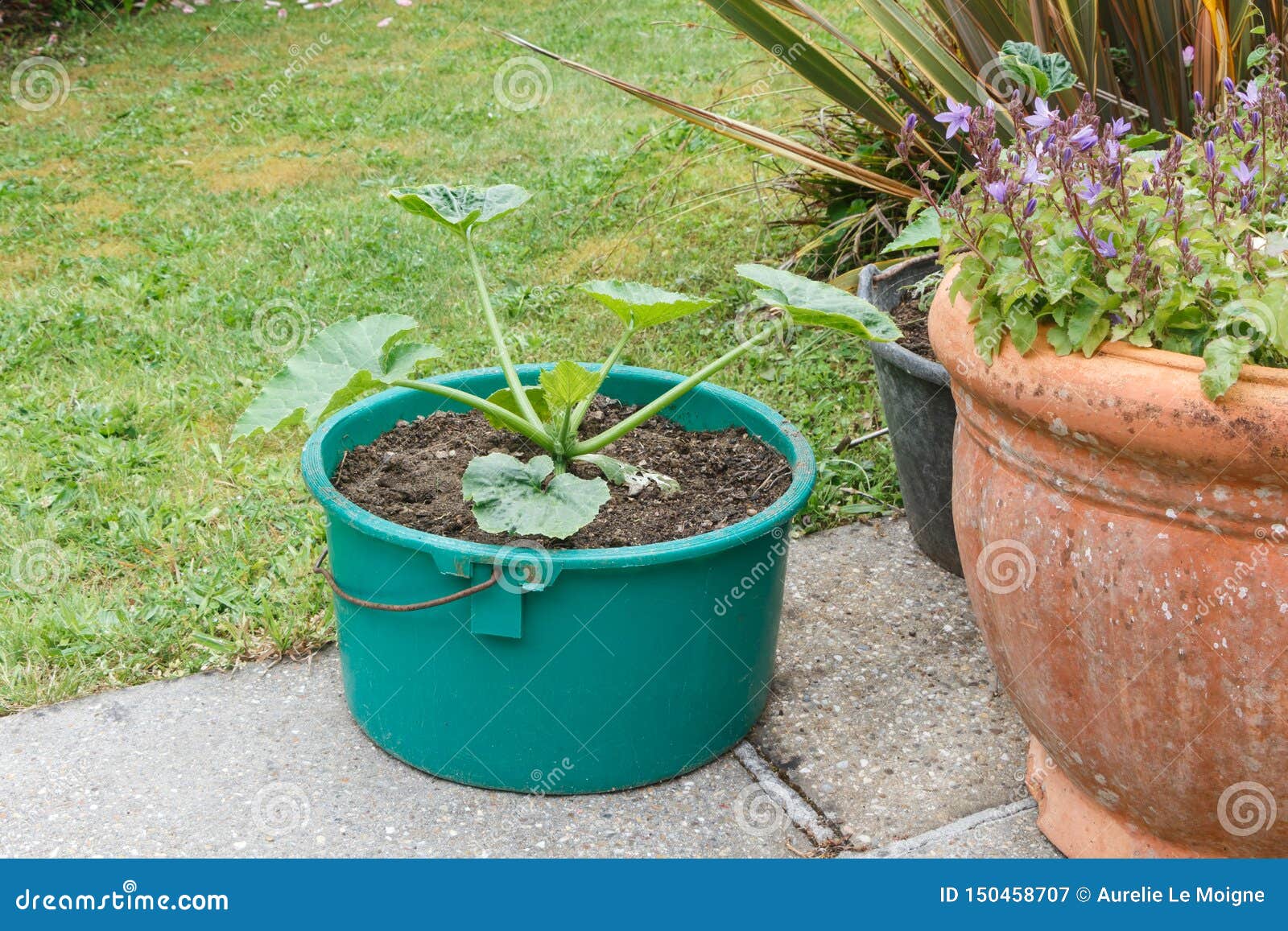 Zucchini plant in a garden stock image. Image of branch 150458707