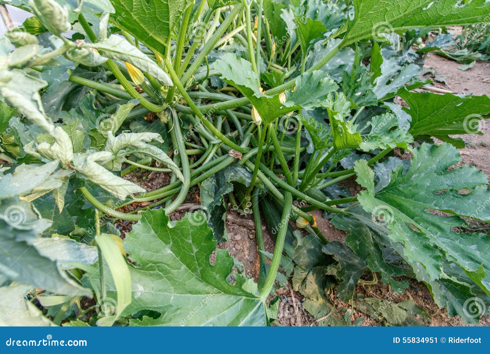 Zucchini Plant Growing in Detail Stock Image Image of lying, vegetable 55834951