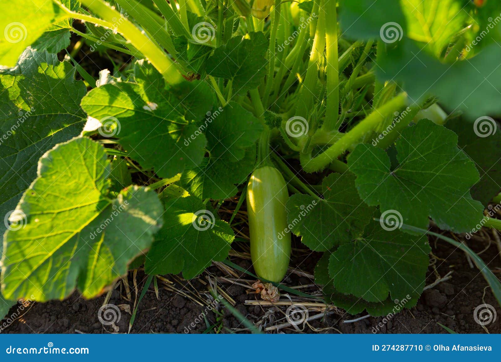 Zucchini Plant Growing on Soil Vegetables Garden Stock Photo Image of