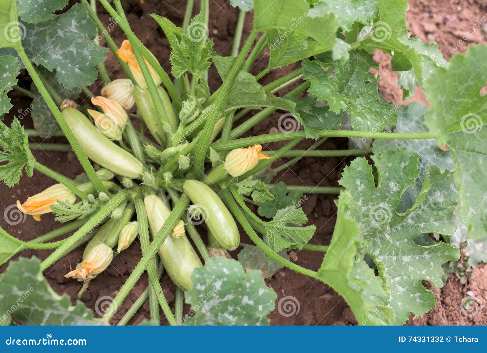 Zucchini plant stock photo. Image of garden, pumpkin 74331332