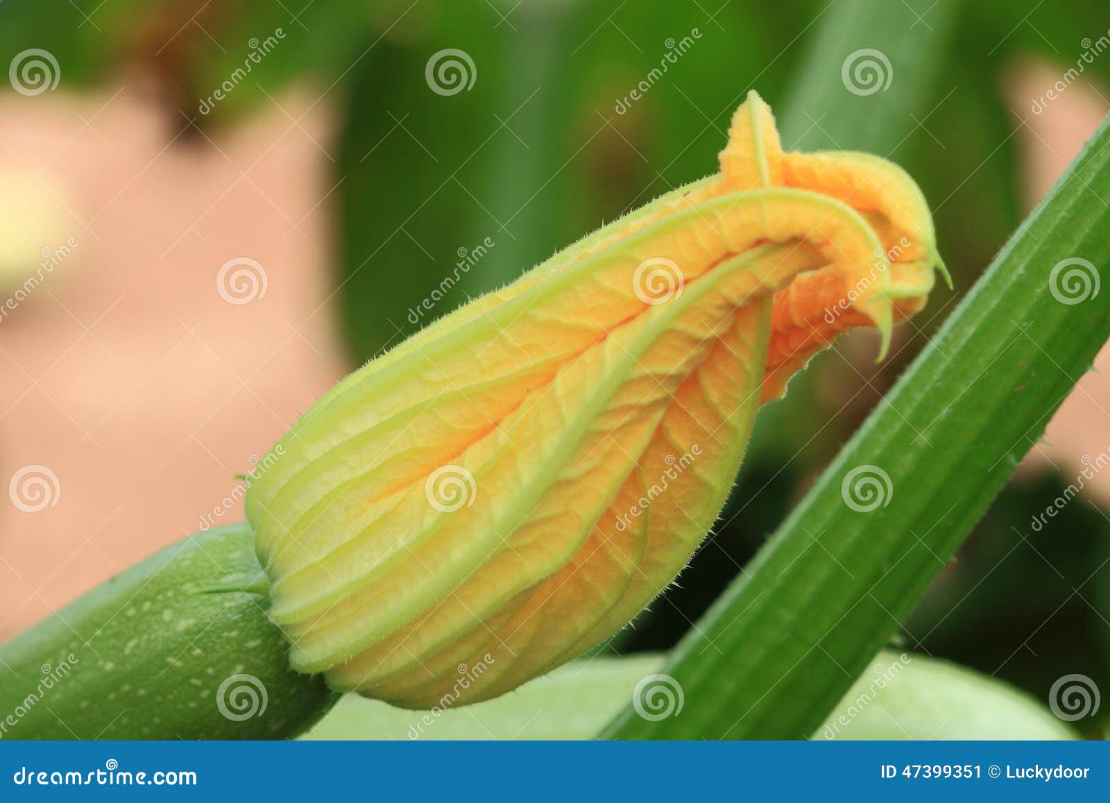 Zucchini stock image. Image of green, yellow, plants 47399351