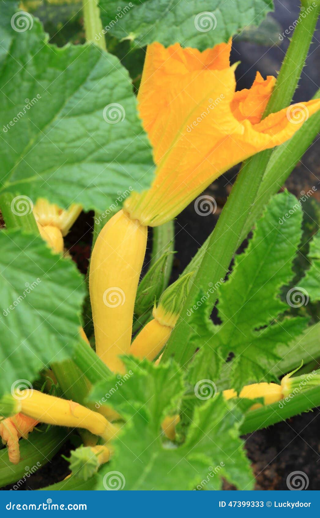 Zucchini Plant stock image. Image of farm, vegetable 47399333