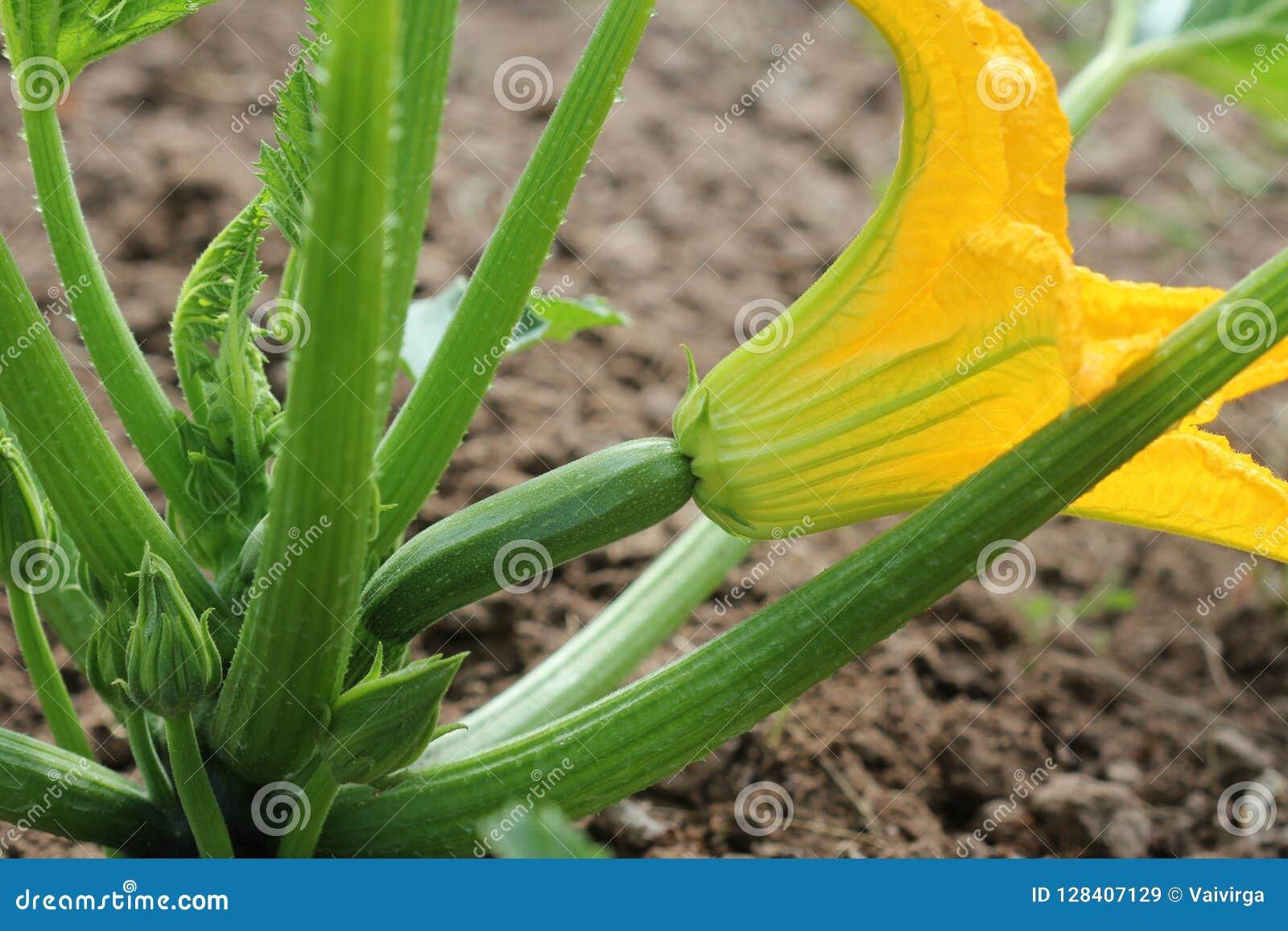 Zucchini Plants in Blossom on the Garden Bed Stock Image Image of
