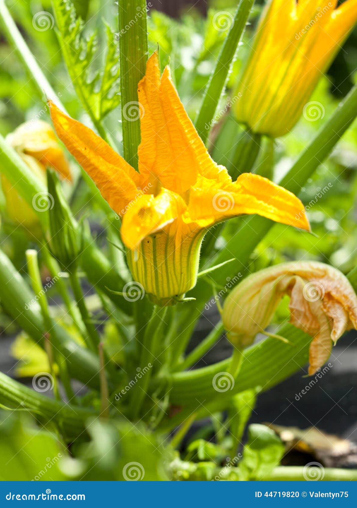 Zucchini Plants in Blossom. Stock Photo Image of gourmet, garden
