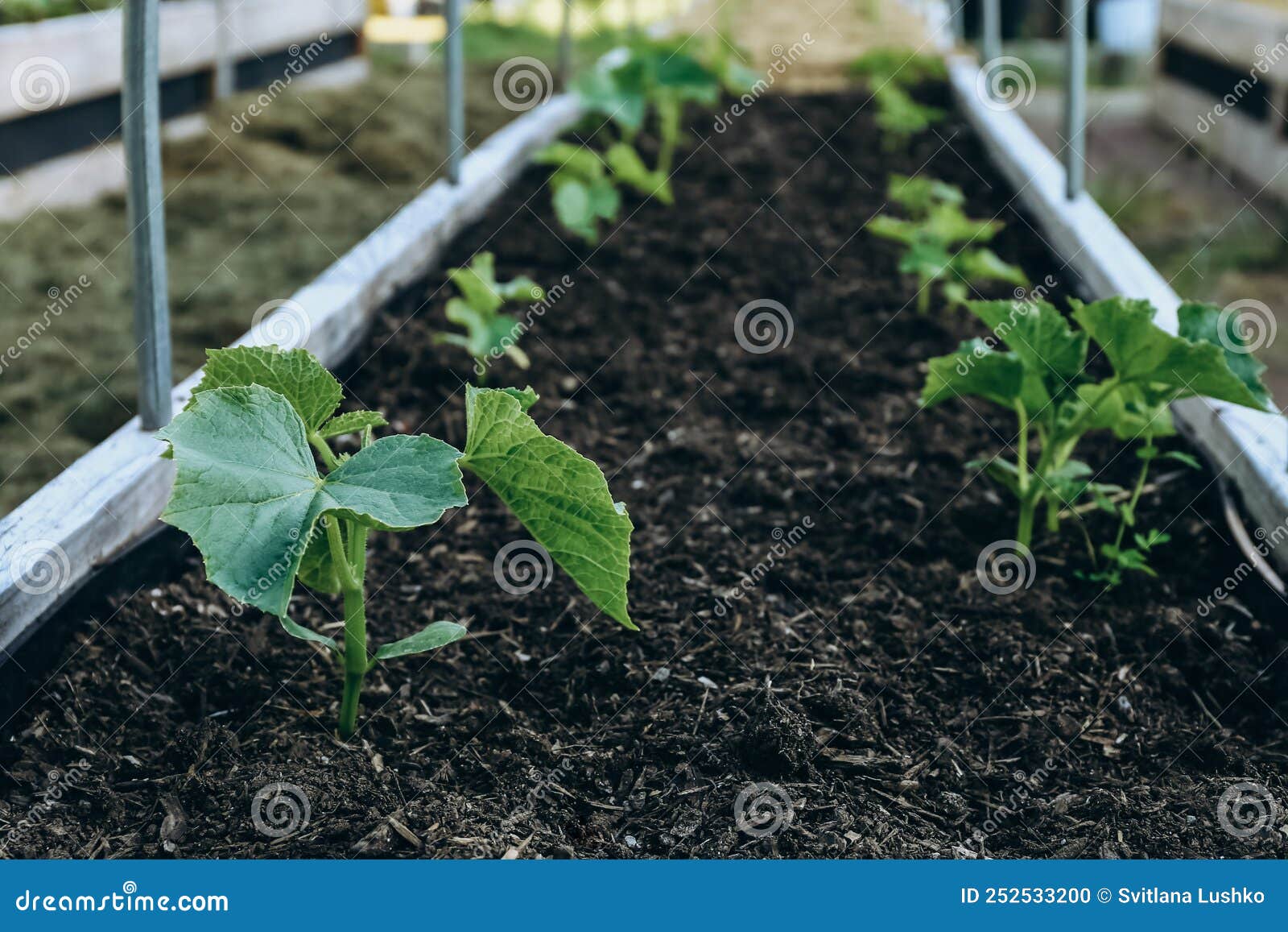 Zucchini Plants Growing in a Raised Bed in a Garden in Spring Stock