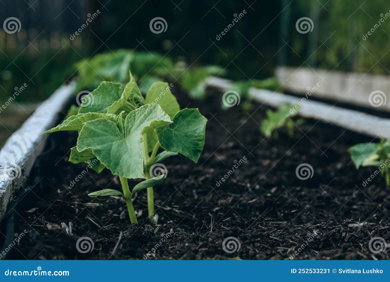 Zucchini Plants Growing in a Raised Bed in a Garden in Spring Stock