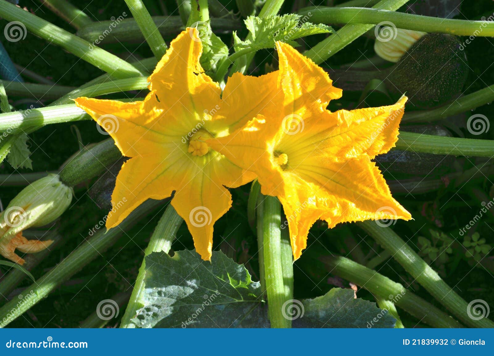 Zucchini with Squash Blossoms Stock Photo Image of courgette, cucina