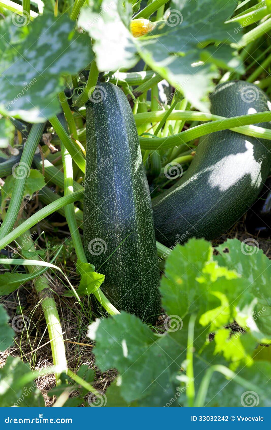 Zucchini in Vegetable Garden Stock Photo Image of fresh, cultivate