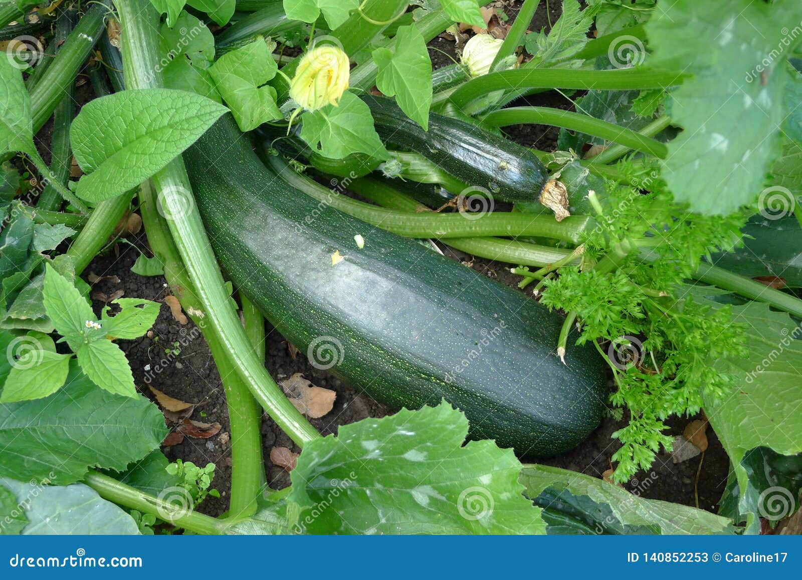 Zucchini with Vine in the Field Stock Image Image of ripe, zucchini