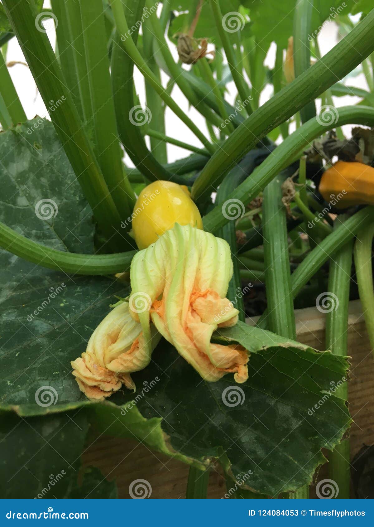 Zucchini on the vine stock image. Image of ripening 124084053