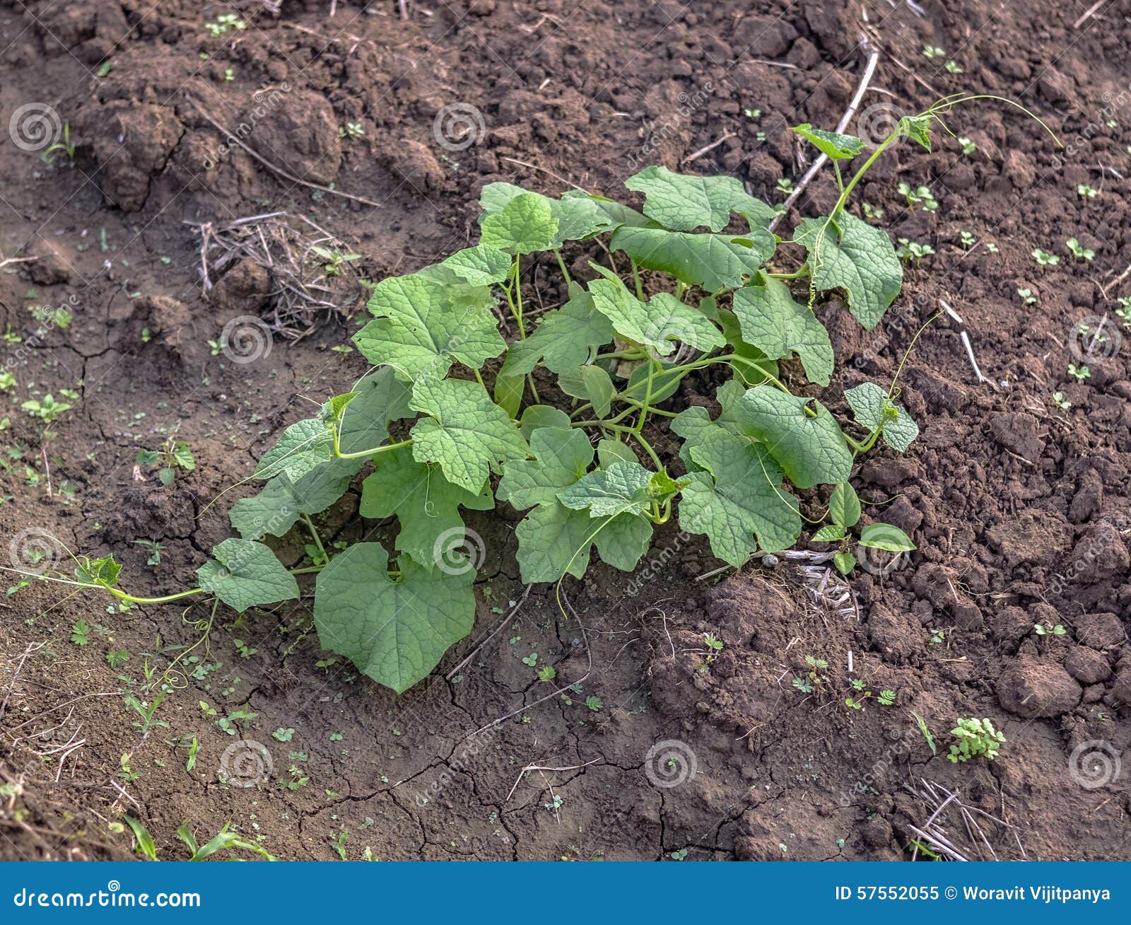 Zucchini stock image. Image of grade, cultivated, bloom 57552055