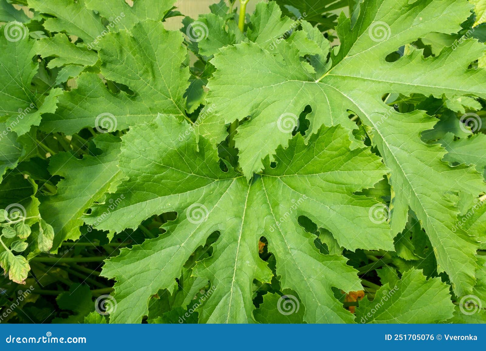 zuchini plant with green leaves, close-up. vegetable background from vegetable marrow bush for publication, poster