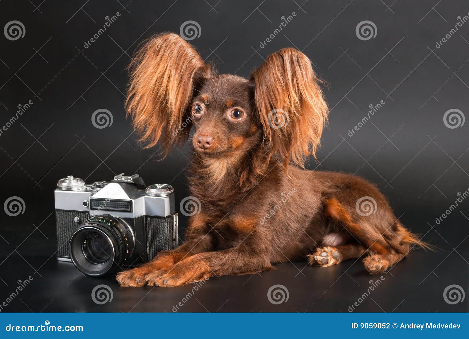 Zucht Hund Und Outbred Kamera. Stockfoto Bild von haustier, moskau