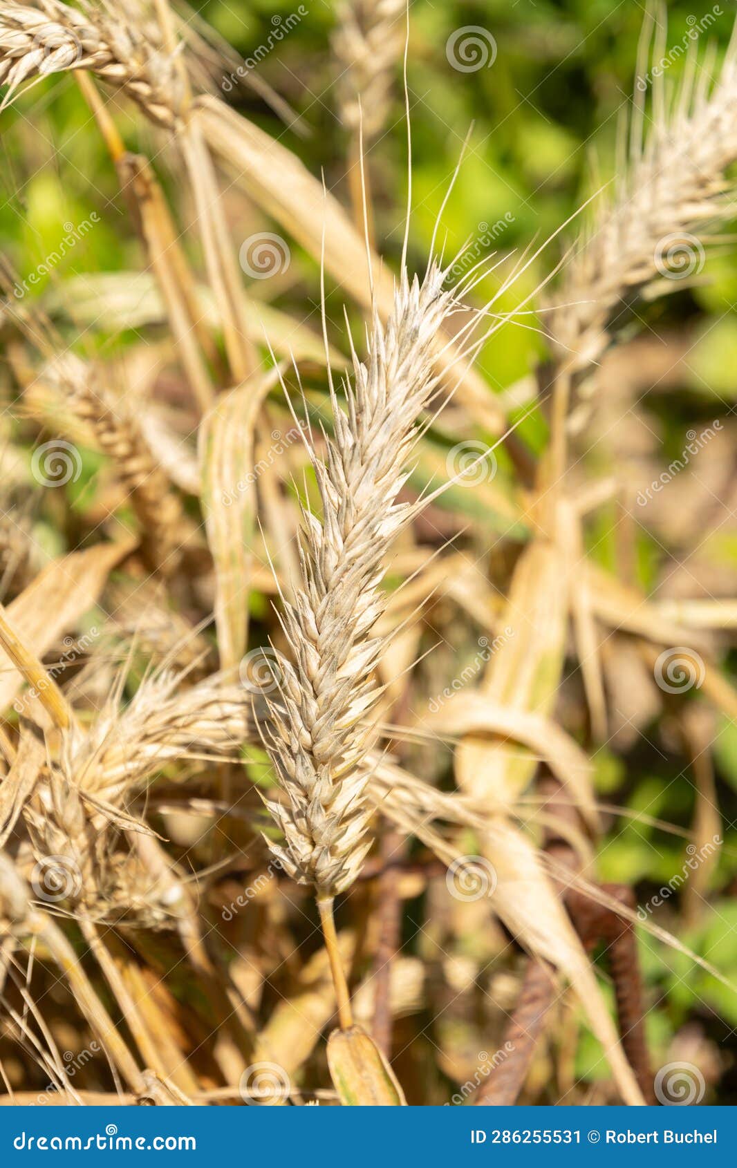 triticale or x triticosecale plant in zurich in switzerland