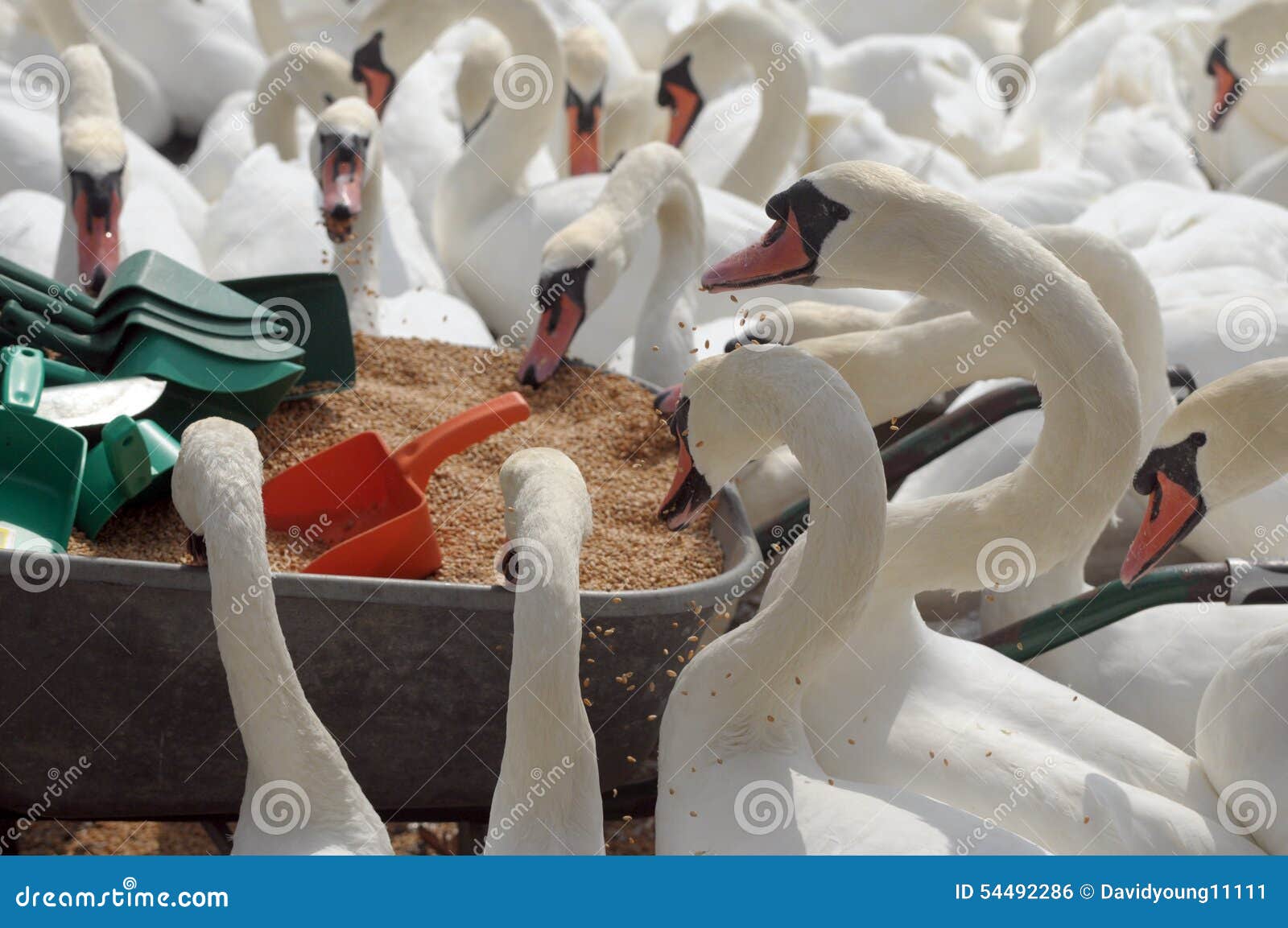 Zwanen die in Abbotsbury Swannery voeden. Zwanen die in Abbotsbury Swannery in Dorset voeden