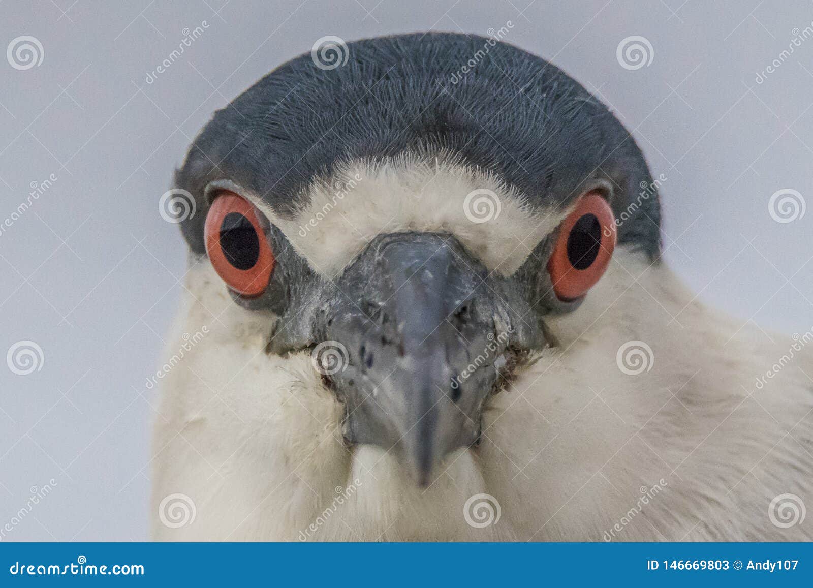 Zwart-bekroonde nacht-Reiger oceaanvogel met blauwe hoogste en witte borst en rode ogen van de voorzijde die de camera bekijken