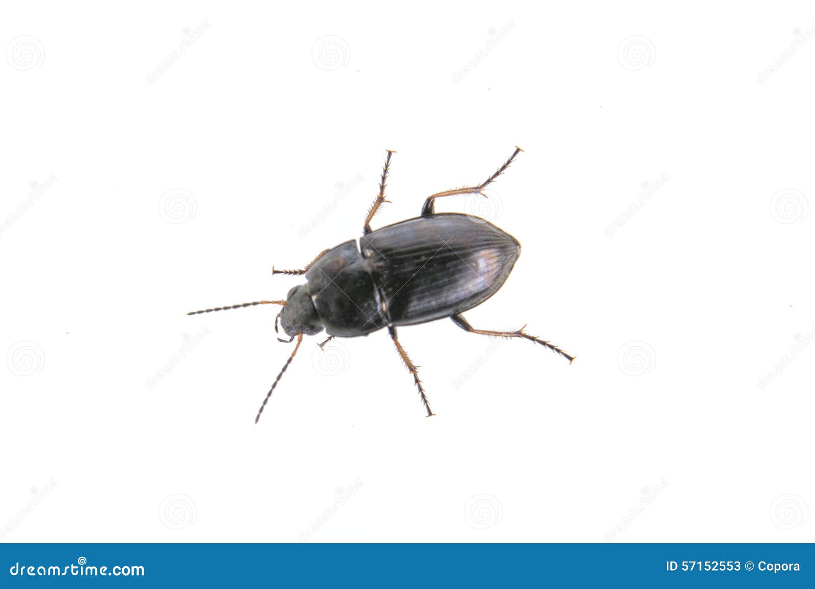 Vrijlating Vervagen Gemengd Zwart Insect Op Een Witte Achtergrond Stock Afbeelding - Image of dieren, kevers: 57152553 Vrijlating Vervagen Gemengd Zwart Insect Op Een Witte Achtergrond Stock Afbeelding - Image of dieren, kevers: 57152553