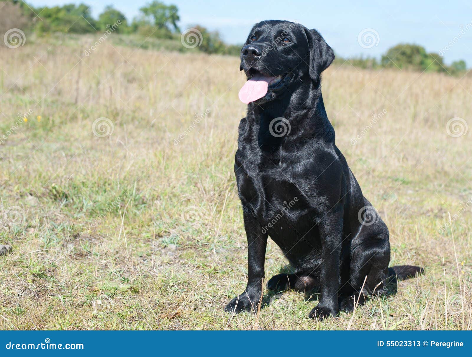 Zwart Labrador portret stock afbeelding. Image of labradors 55023313