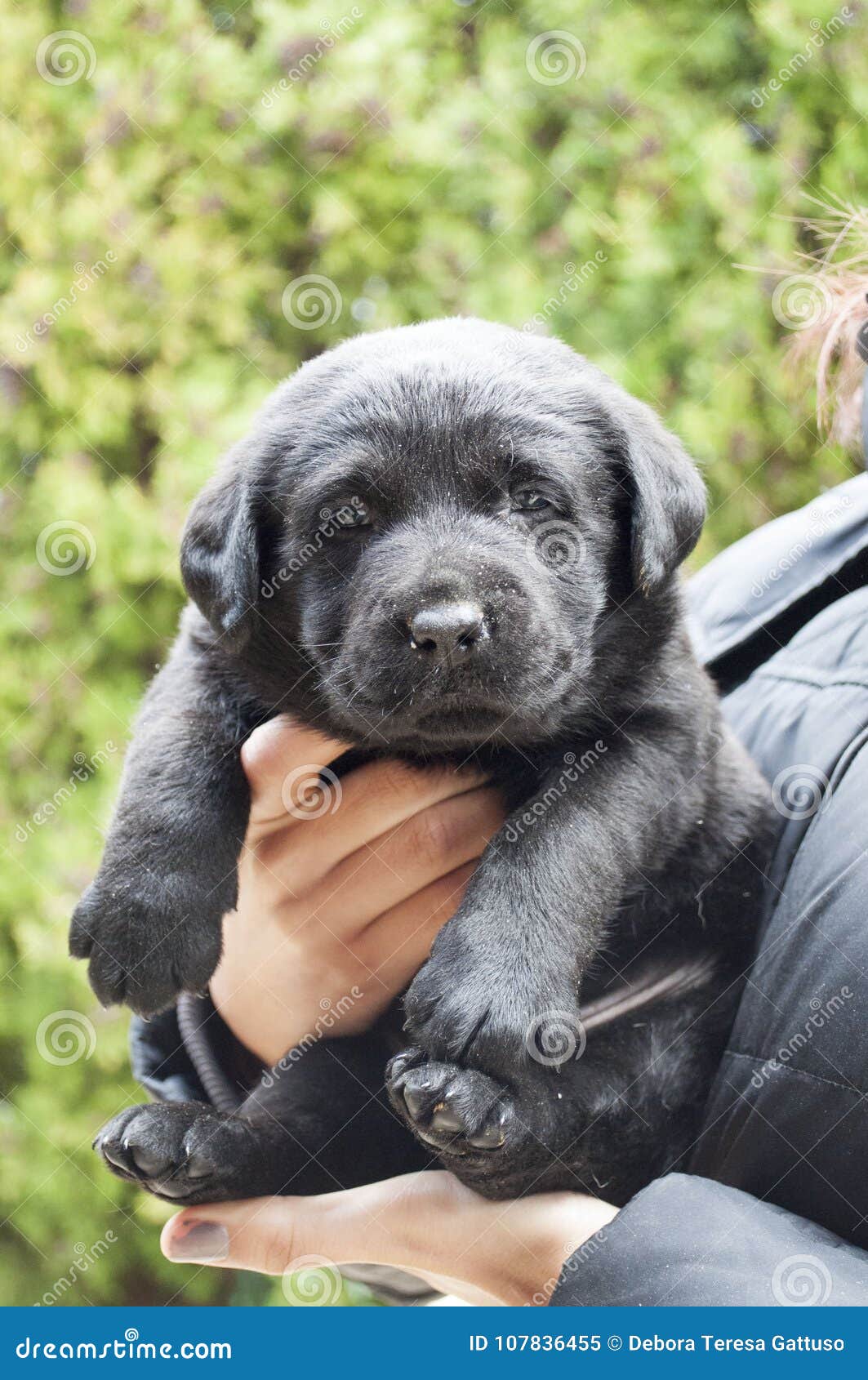 zoon band Portugees Zwart Labrador puppy stock afbeelding. Image of aandachtig - 107836455