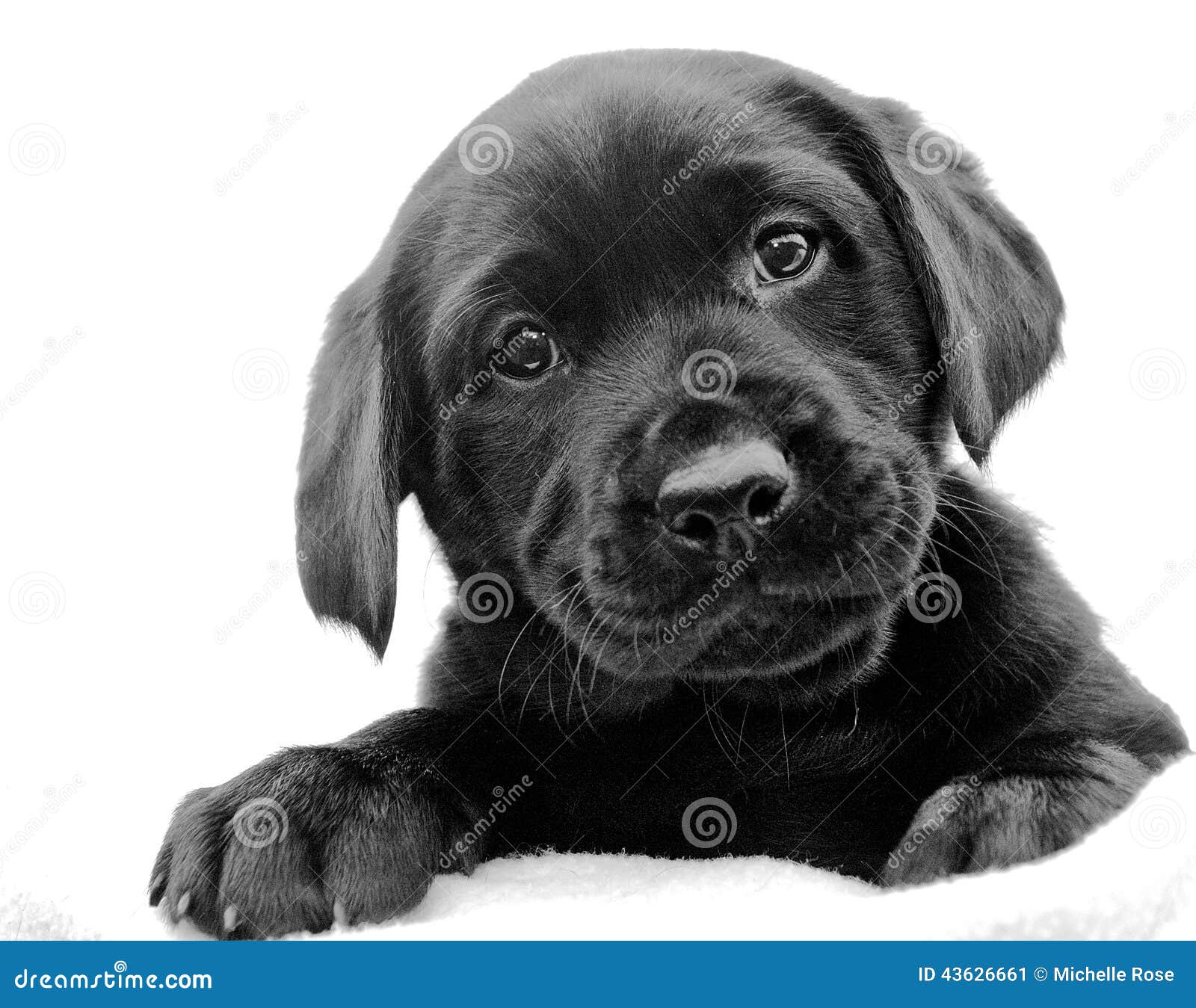 Jongleren Kinderrijmpjes toespraak Zwart Labrador puppy stock afbeelding. Image of labrador - 43626661