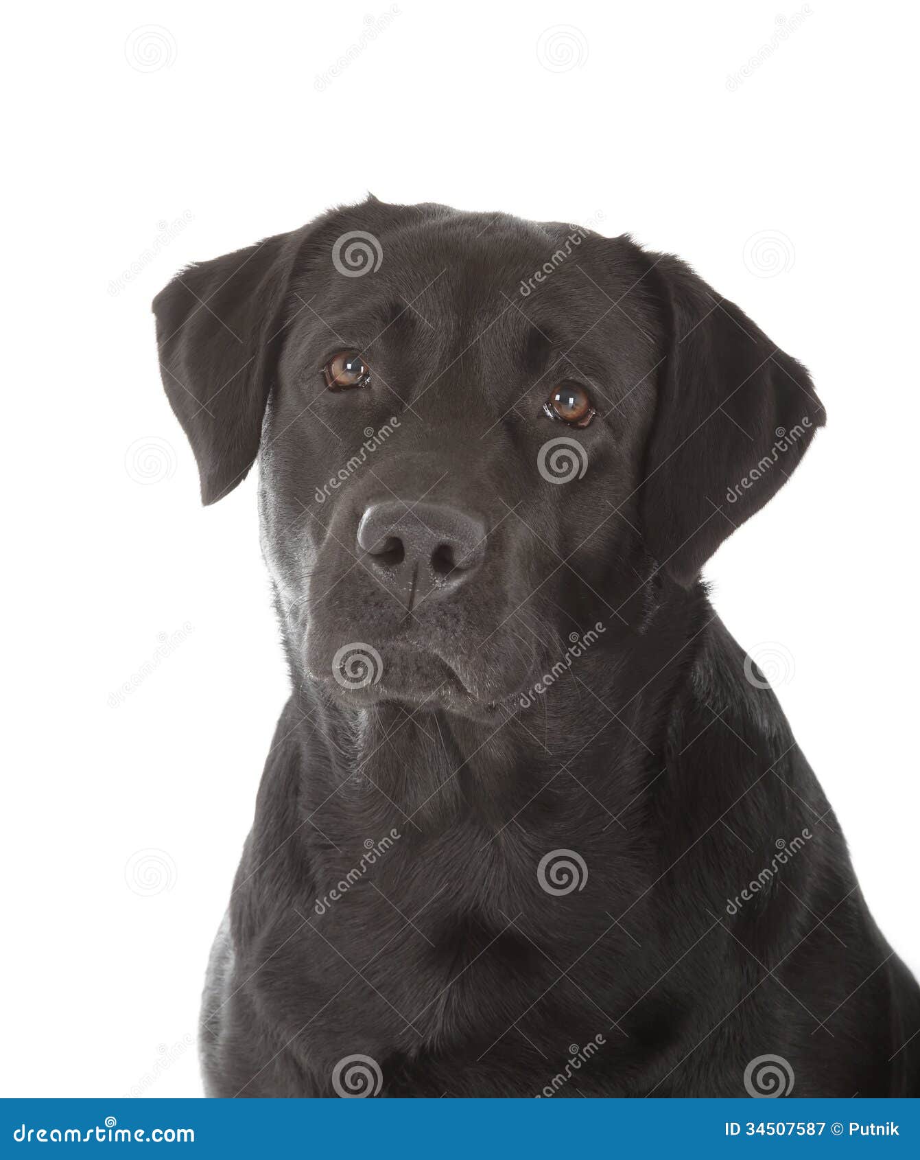 Zwart labrador retriever stock afbeelding. Afbeelding ...