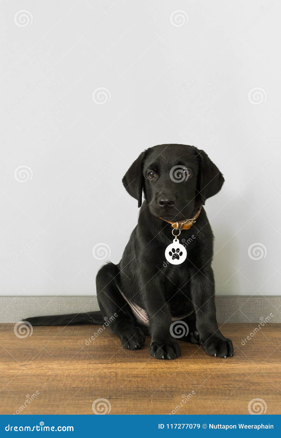 Jeugd lavendel Tom Audreath Zwart Labrador Retriever-puppy, 5 Maanden Oud, Die Vooraan O Zitten Stock  Afbeelding - Image of knipsel, hond: 117277079