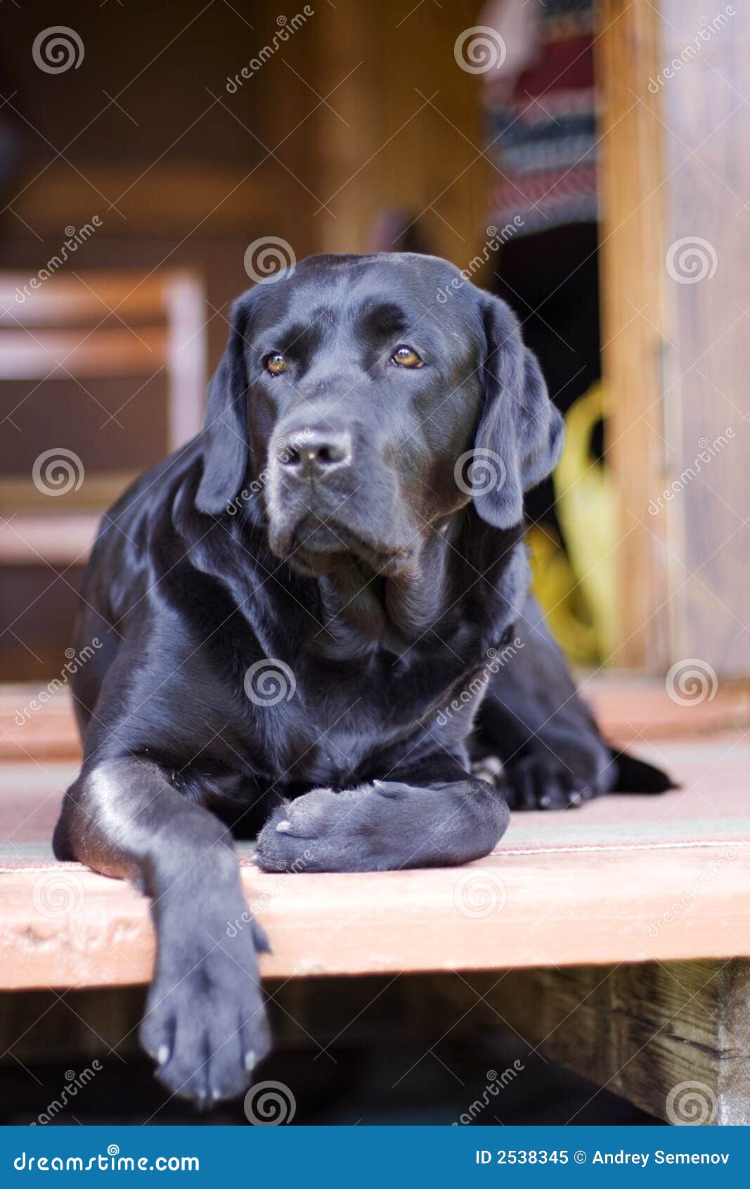 Zwart rasecht Labrador stock afbeelding. Image of hond 2538345