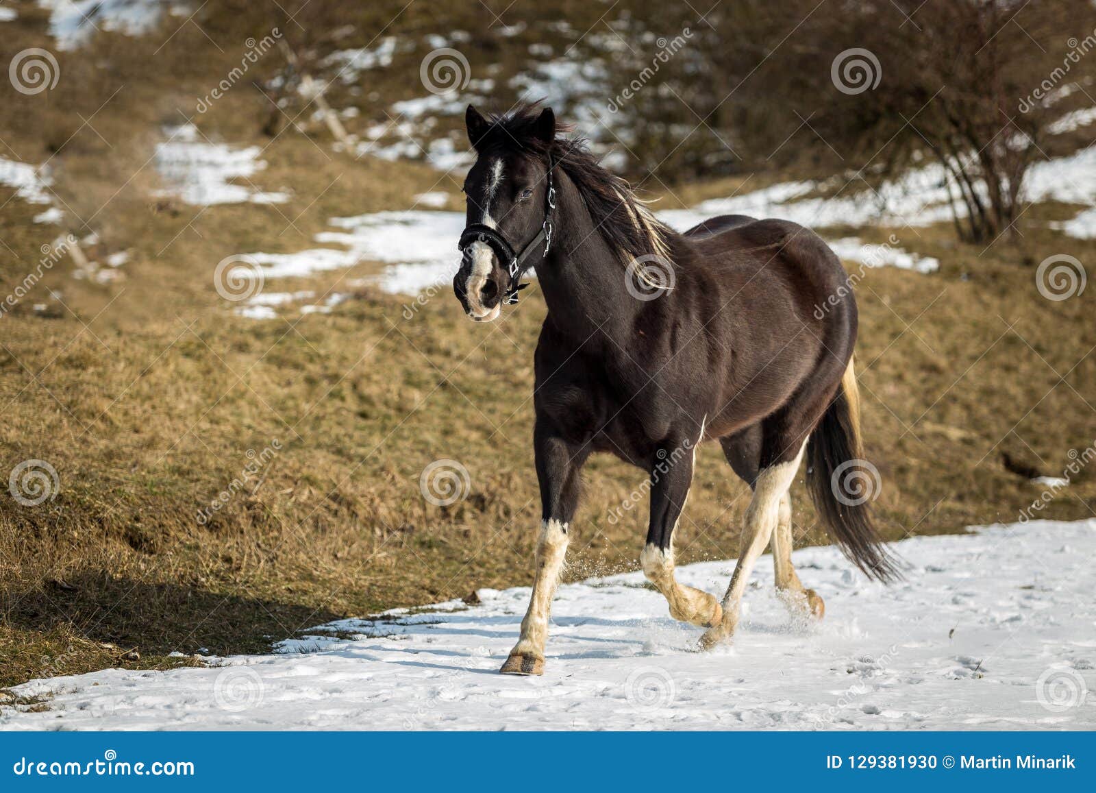 Paard Die in De Sneeuw Lopen Stock Foto - Image vrijheid, vrij: 129381930