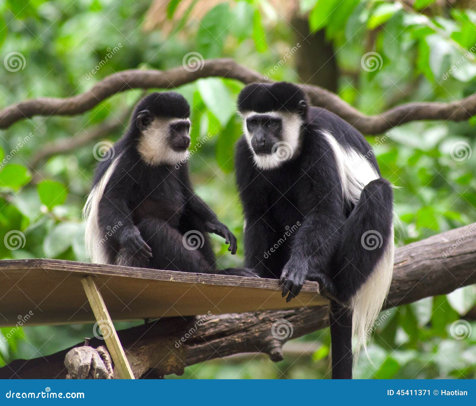 Zwart-witte Colobus-Aap, unieke species die geen duimen en toch geschikt voor grote snelheden heeft