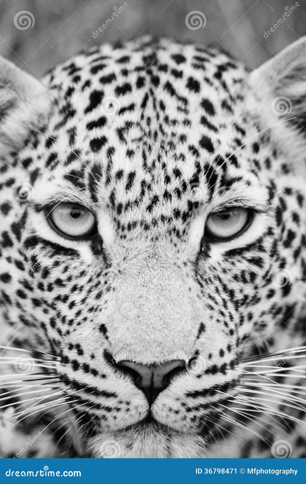 nachtmerrie paar kool Zwart-witte luipaard stock afbeelding. Image of roofdier - 36798471